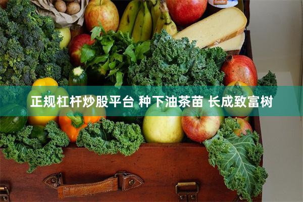 正规杠杆炒股平台 种下油茶苗 长成致富树